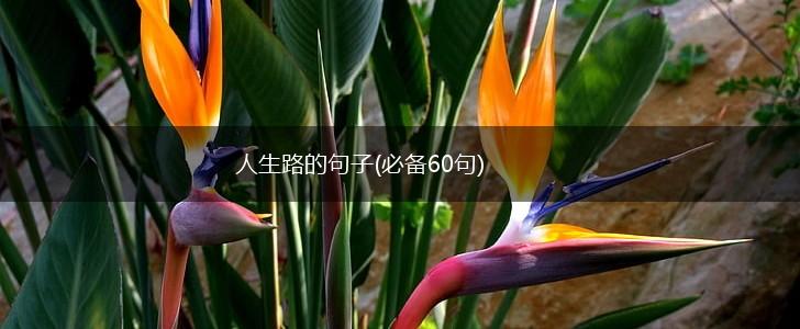 人生路的句子(必备60句),第1张