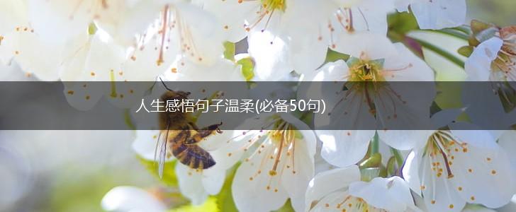 人生感悟句子温柔(必备50句),第1张