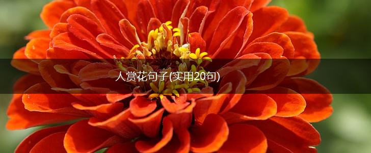 人赏花句子(实用20句),第1张