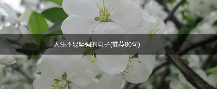 人生不易坚强的句子(推荐80句),第1张