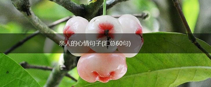 亲人的心情句子(汇总60句),第1张