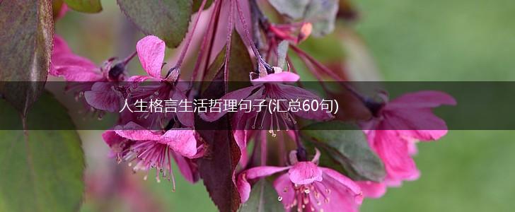 人生格言生活哲理句子(汇总60句),第1张