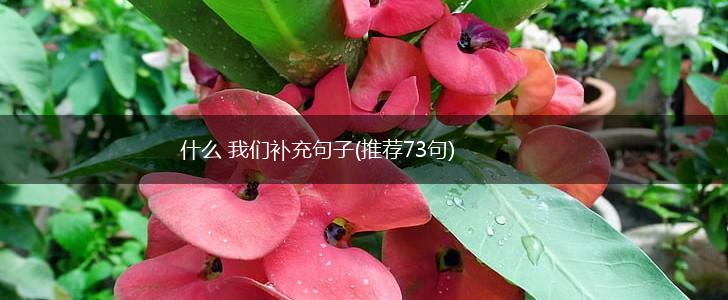 什么 我们补充句子(推荐73句),第1张
