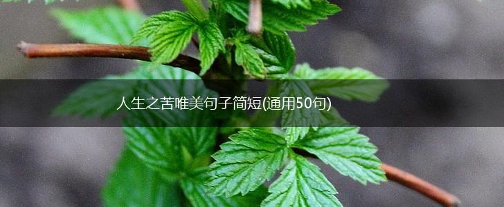 人生之苦唯美句子简短(通用50句),第1张