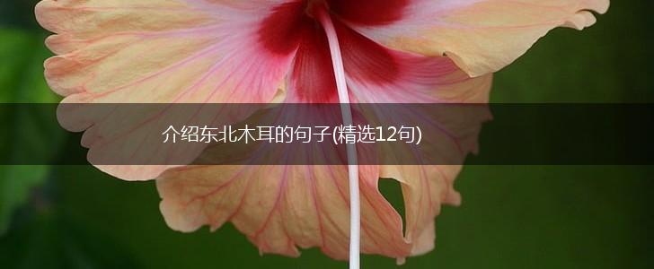 介绍东北木耳的句子(精选12句),第1张