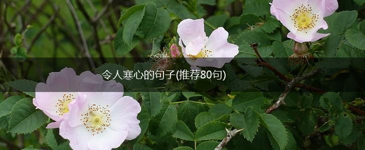 令人寒心的句子(推荐80句),第1张
