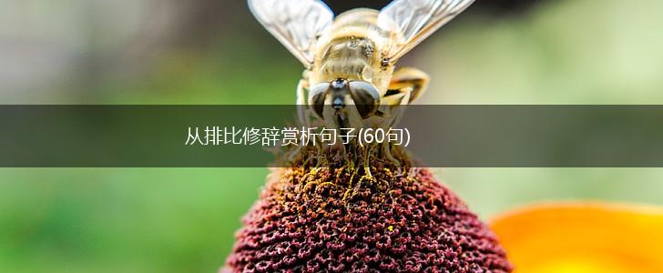 从排比修辞赏析句子(60句),第1张