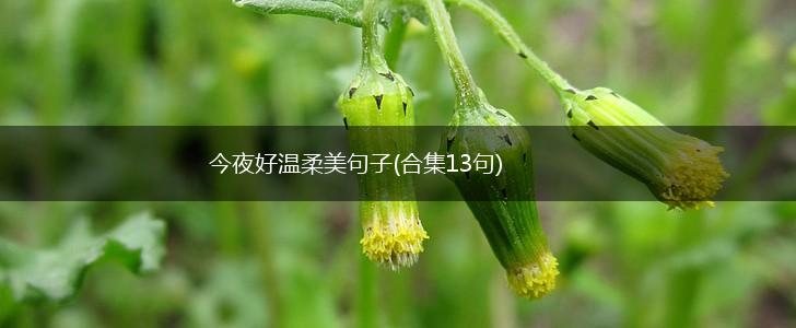 今夜好温柔美句子(合集13句),第1张