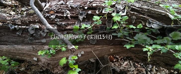 以动衬静的句子(实用15句),第1张