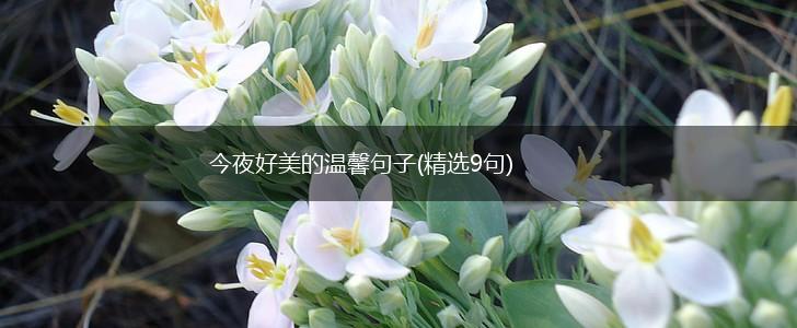 今夜好美的温馨句子(精选9句),第1张