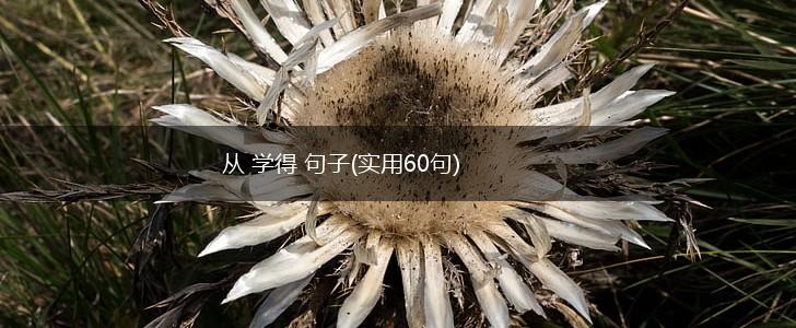 从 学得 句子(实用60句),第1张