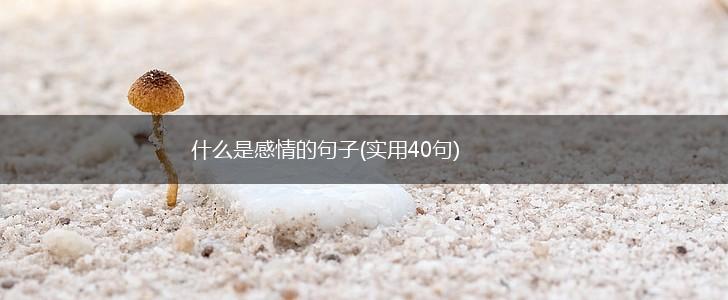 什么是感情的句子(实用40句),第1张