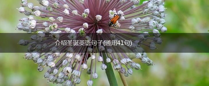 介绍圣诞英语句子(通用41句),第1张