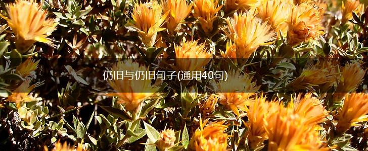 仍旧与仍旧句子(通用40句),第1张