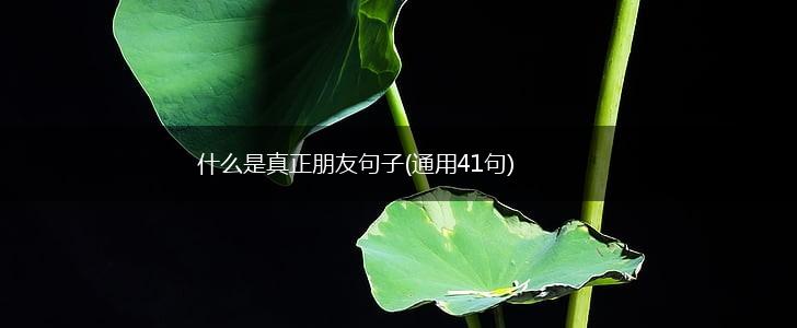 什么是真正朋友句子(通用41句),第1张