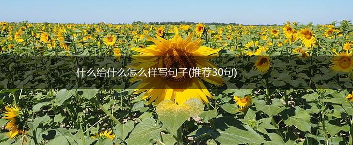 什么给什么怎么样写句子(推荐30句),第1张
