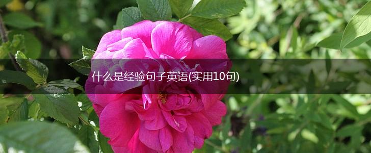 什么是经验句子英语(实用10句),第1张