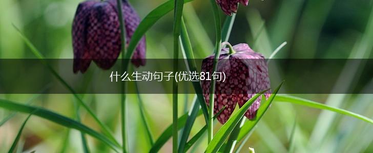 什么生动句子(优选81句),第1张