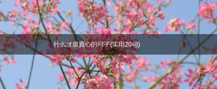 什么才是真心的句子(实用20句),第1张