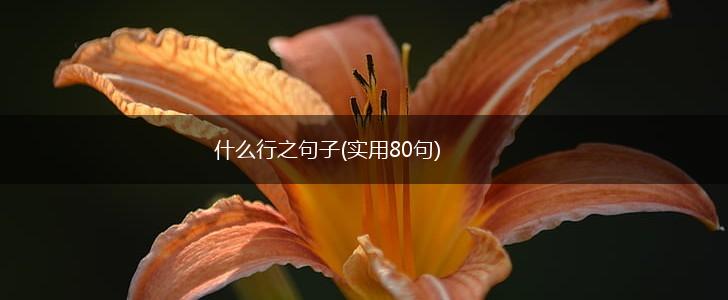 什么行之句子(实用80句),第1张