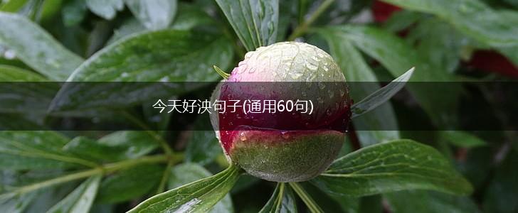 今天好泱句子(通用60句),第1张