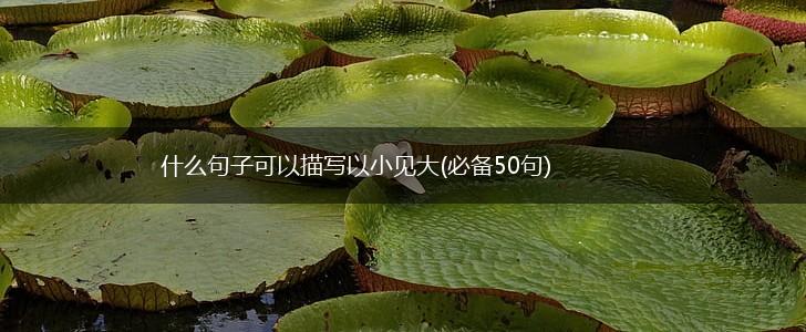 什么句子可以描写以小见大(必备50句),第1张