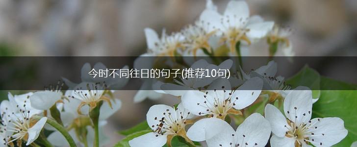 今时不同往日的句子(推荐10句),第1张