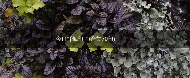 今日忏悔句子(合集70句),第1张