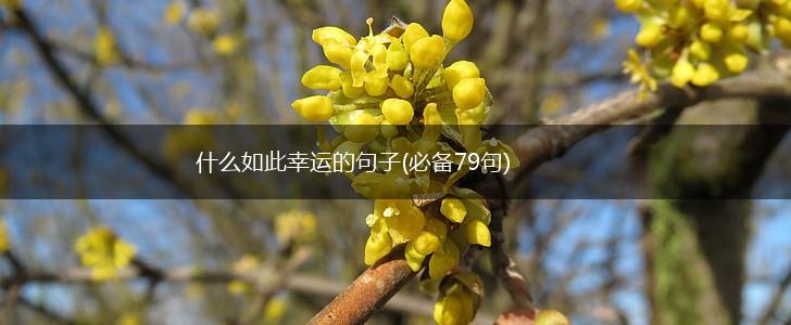 什么如此幸运的句子(必备79句),第1张