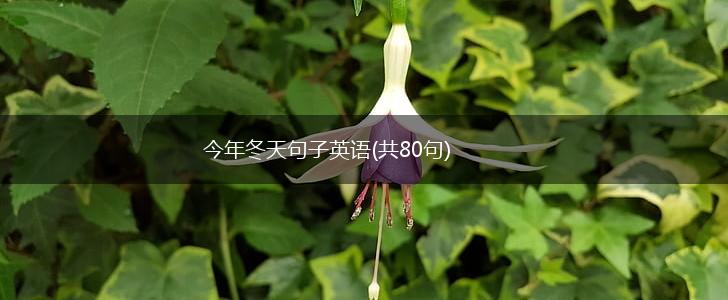 今年冬天句子英语(共80句),第1张