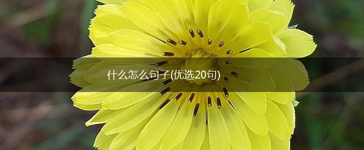 什么怎么句子(优选20句),第1张