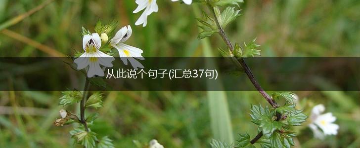 从此说个句子(汇总37句),第1张