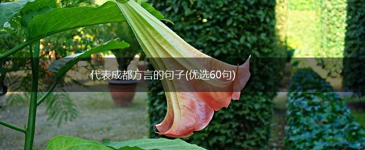 代表成都方言的句子(优选60句),第1张
