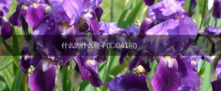 什么的什么句子(汇总61句),第1张