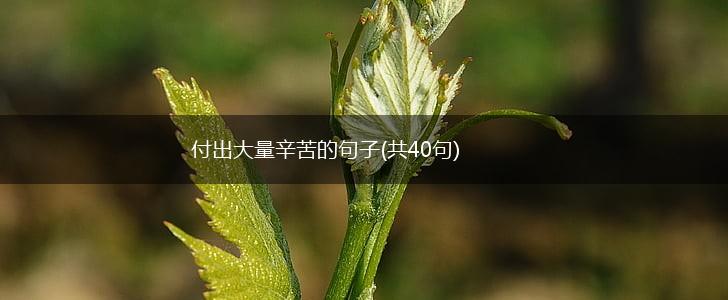 付出大量辛苦的句子(共40句),第1张