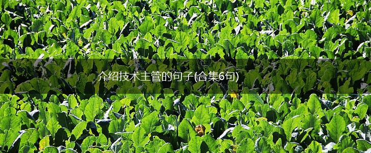介绍技术主管的句子(合集6句),第1张