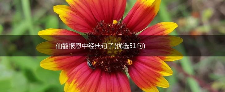 仙鹤报恩中经典句子(优选51句),第1张