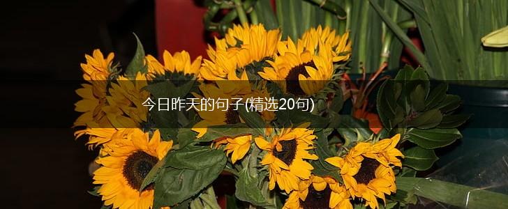 今日昨天的句子(精选20句),第1张