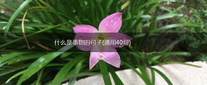 什么是事物的句子(通用40句),第1张