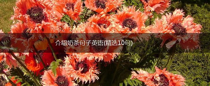 介绍奶茶句子英语(精选10句),第1张