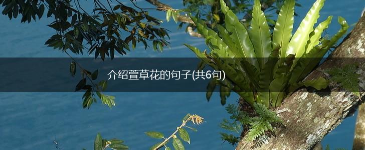 介绍萱草花的句子(共6句),第1张