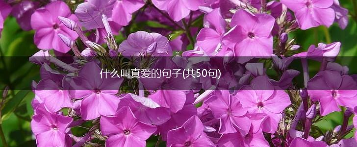 什么叫真爱的句子(共50句),第1张