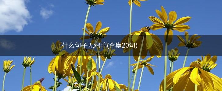 什么句子无鸡鸭(合集20句),第1张