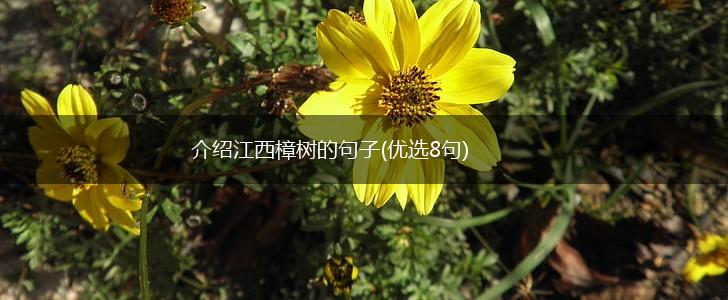 介绍江西樟树的句子(优选8句),第1张