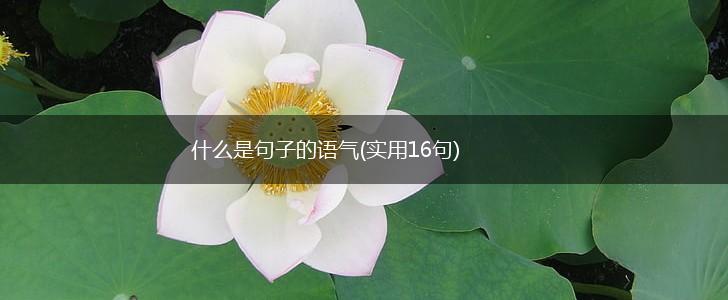 什么是句子的语气(实用16句),第1张