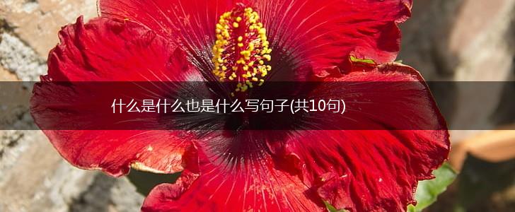 什么是什么也是什么写句子(共10句),第1张