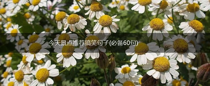 今天景点推荐搞笑句子(必备60句),第1张