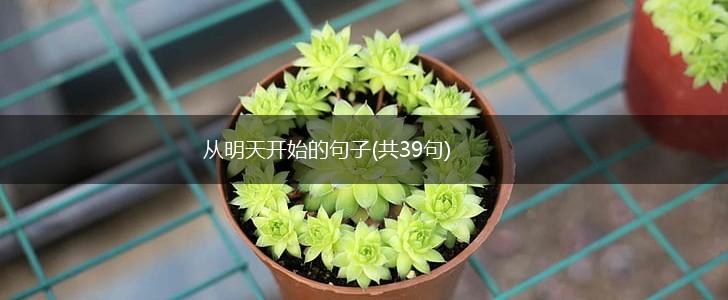 从明天开始的句子(共39句),第1张