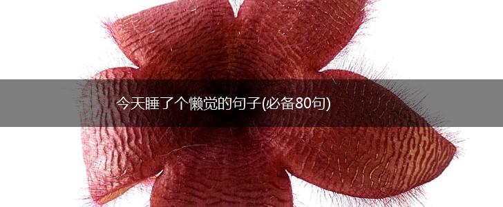 今天睡了个懒觉的句子(必备80句),第1张