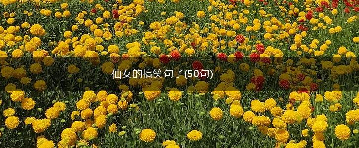 仙女的搞笑句子(50句),第1张